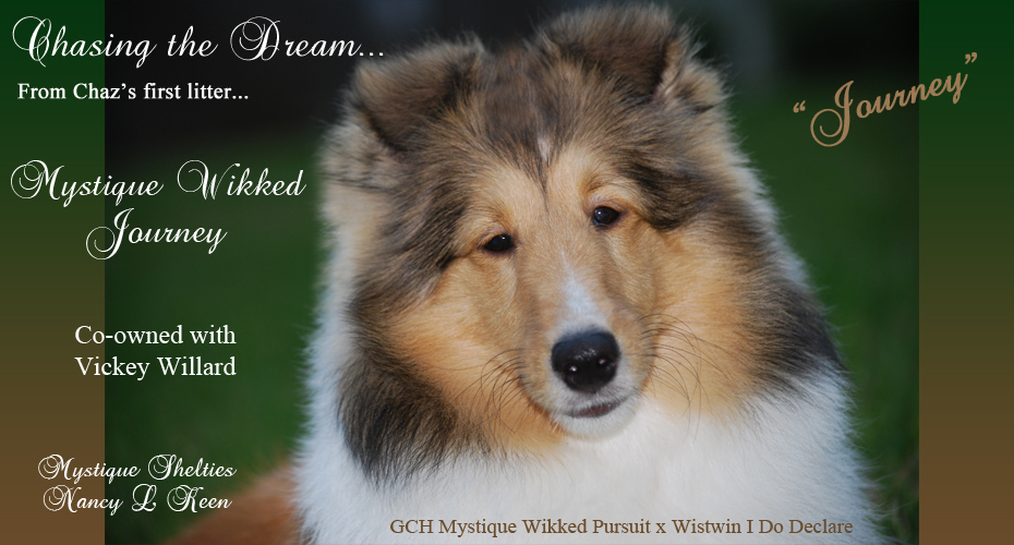 Mystique shelties sale